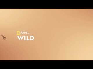 2018, wildlife trials (national geographic wild hd) 12